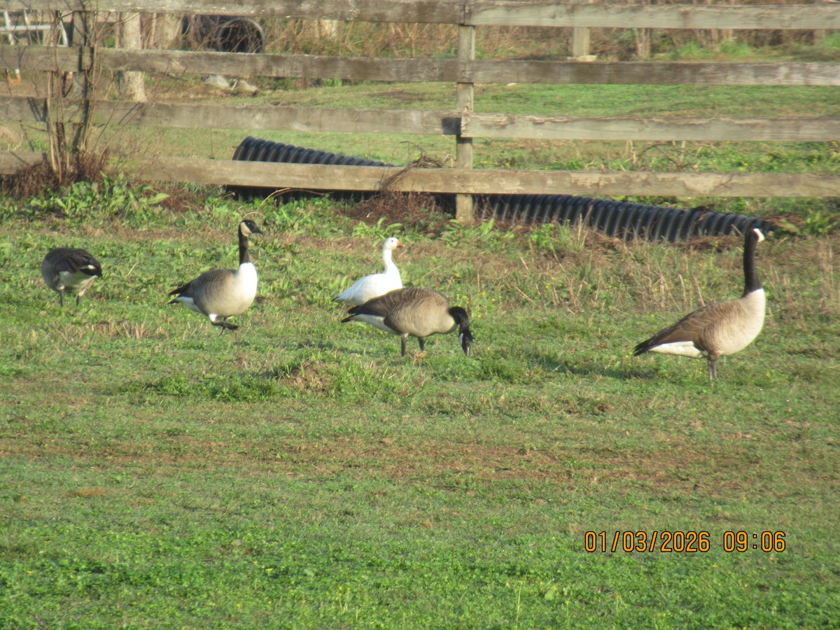 אווז שלג - ML650925490