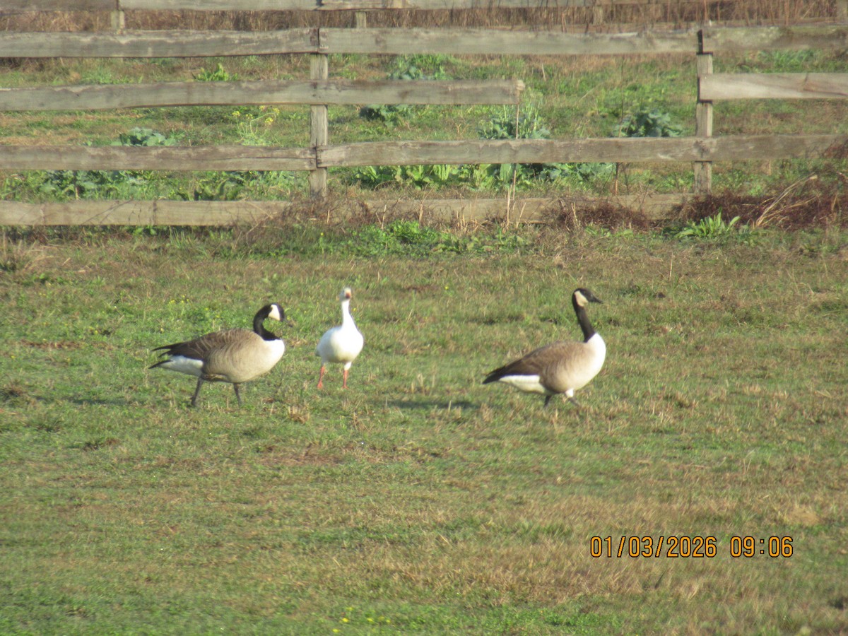 אווז שלג - ML650925492