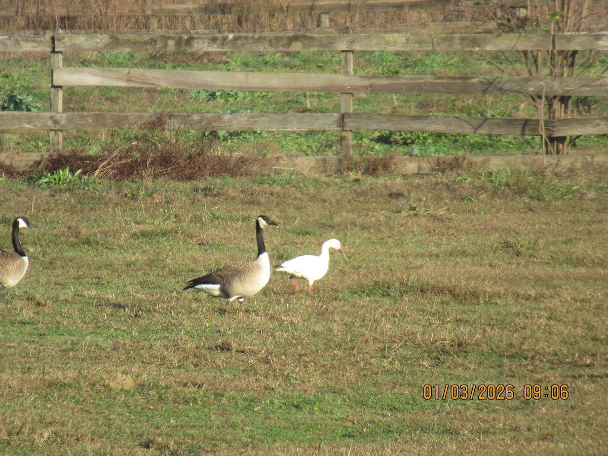 אווז שלג - ML650925493