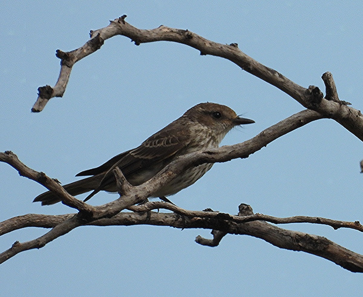 Vermilion Flycatcher - ML650925518