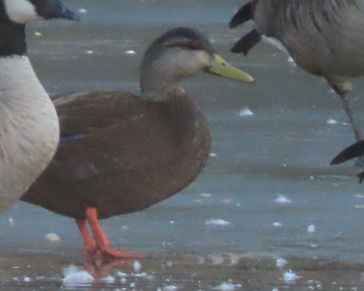 American Black Duck - ML650925538