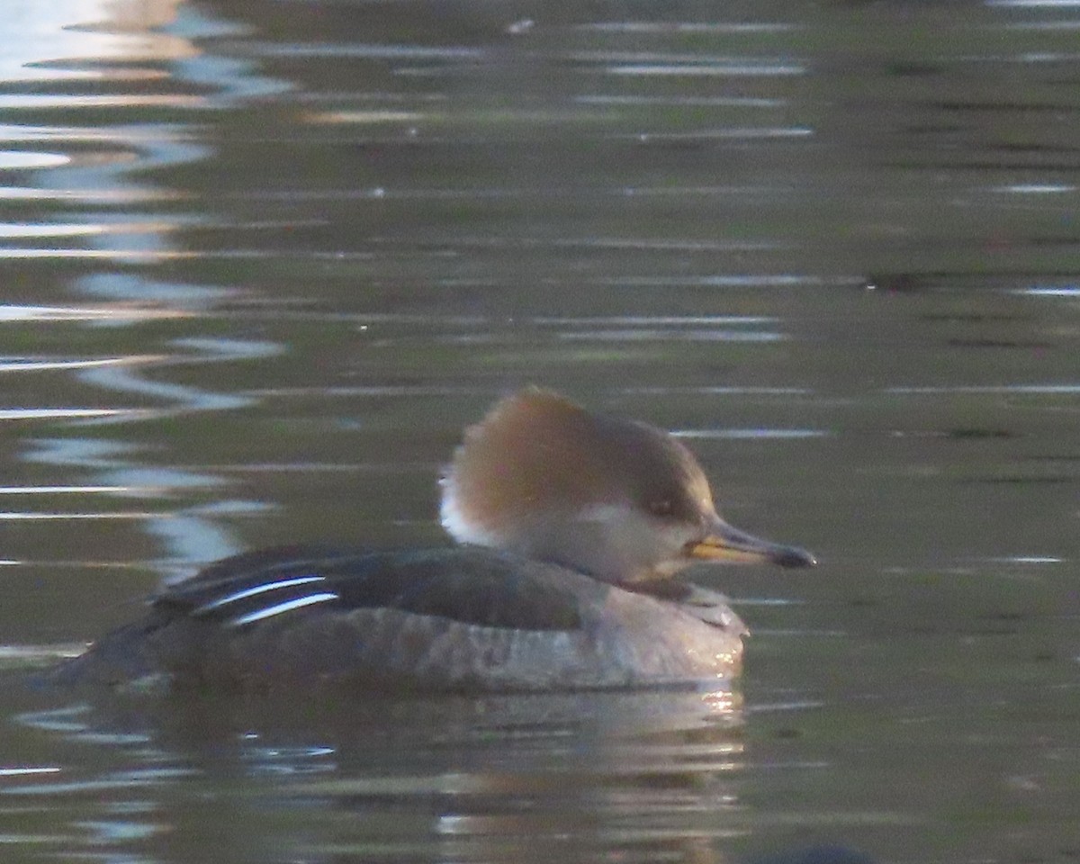 Hooded Merganser - ML650925568