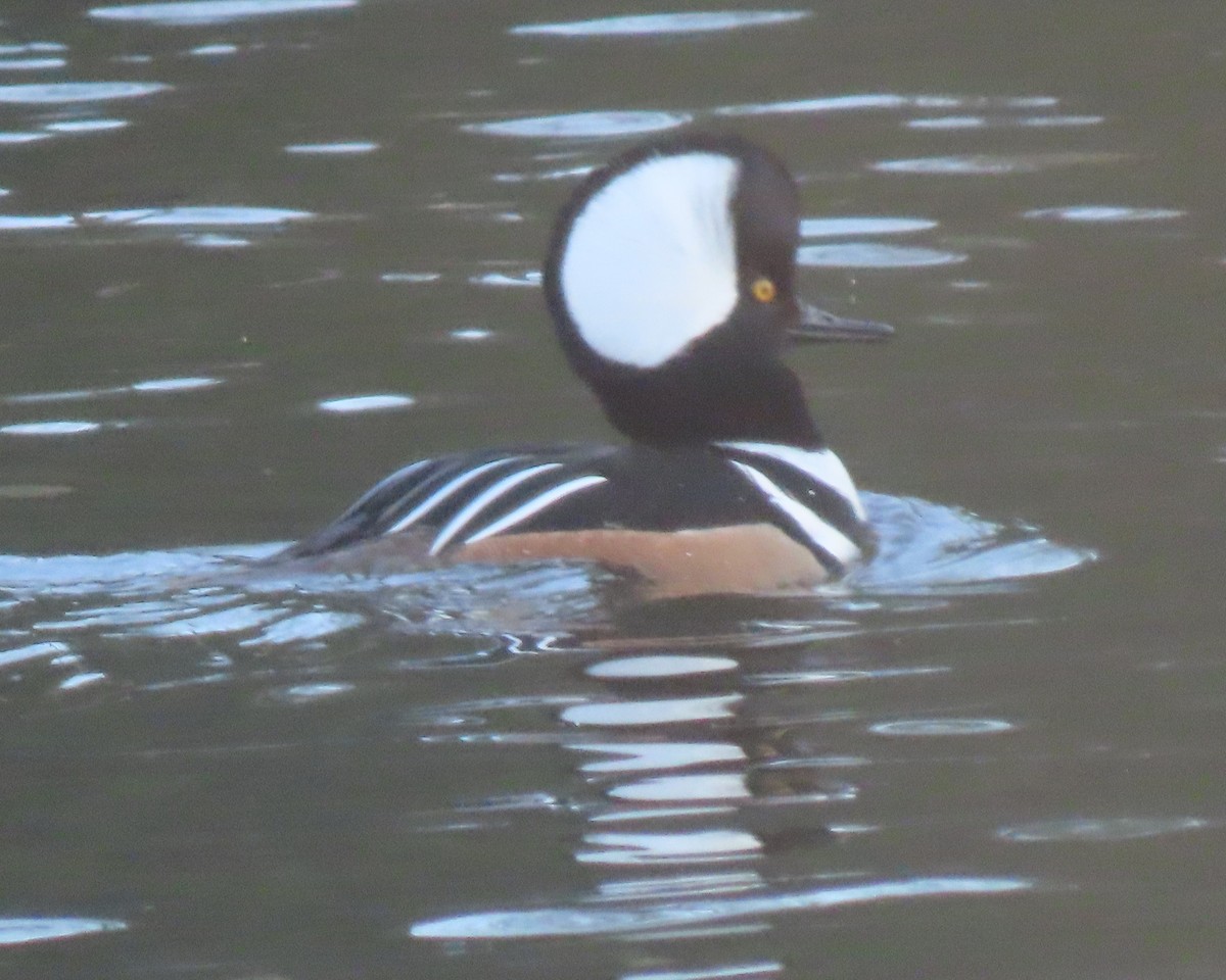 Hooded Merganser - ML650925586