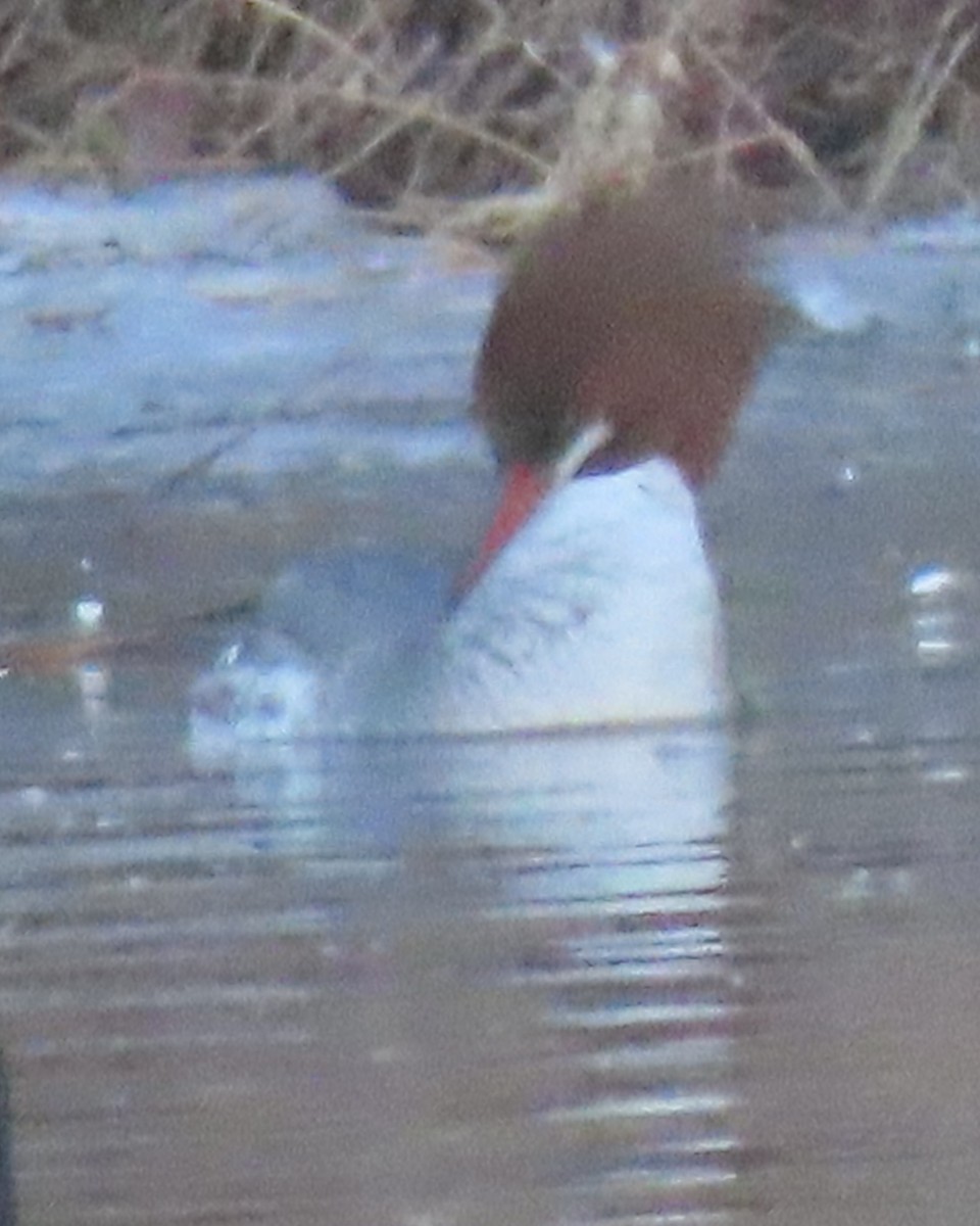 Common Merganser - ML650925598