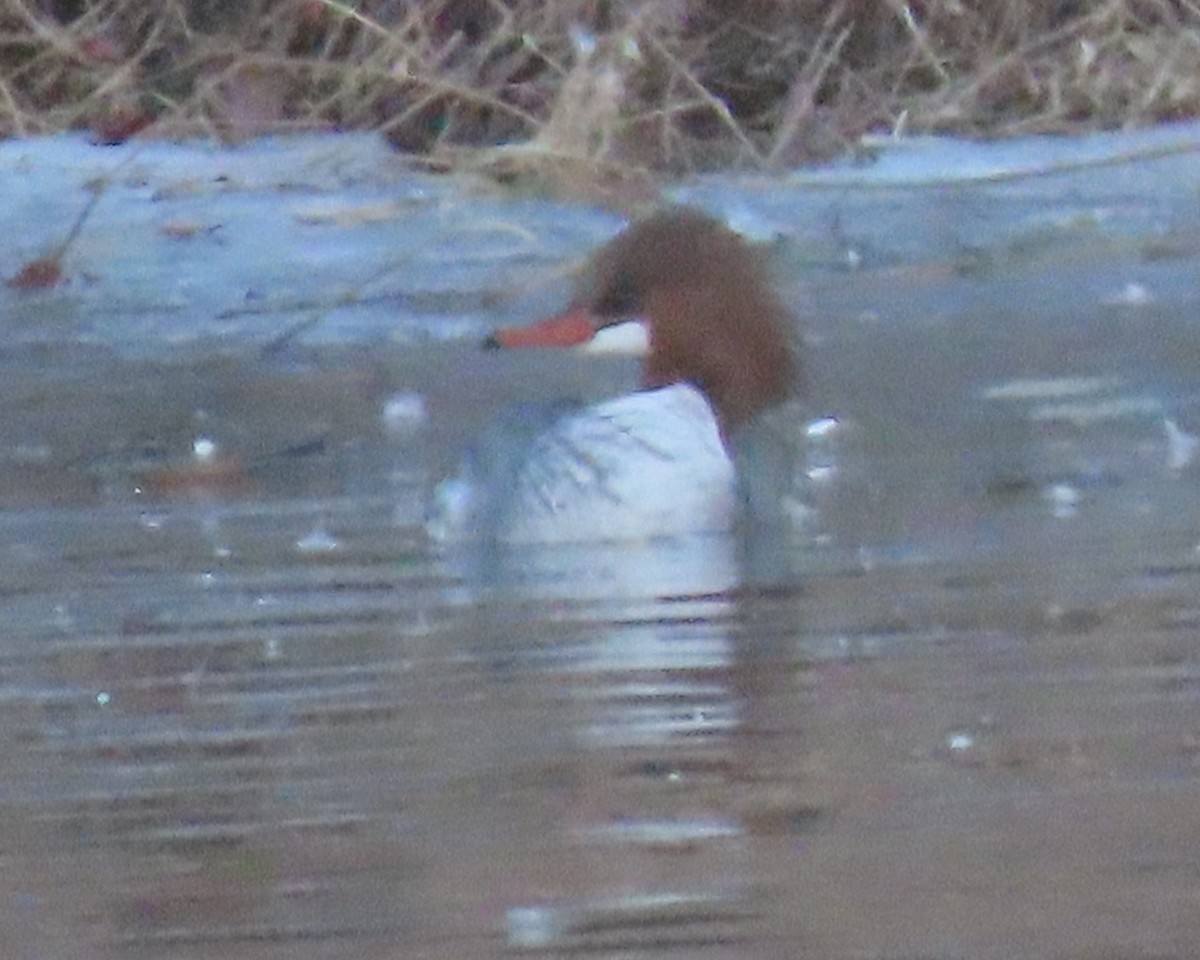 Common Merganser - ML650925600
