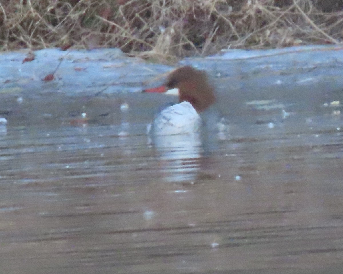 Common Merganser - ML650925601