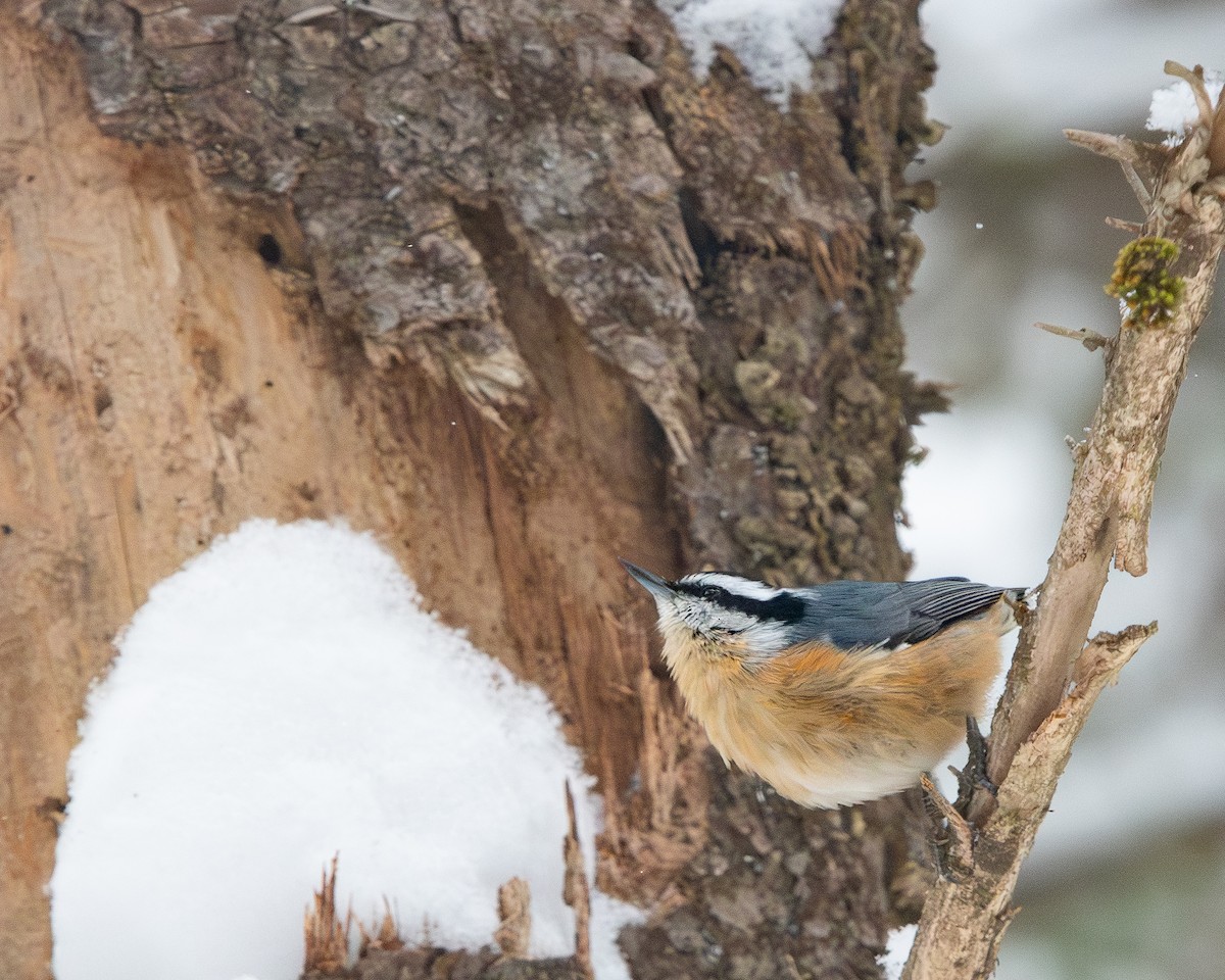 Канадский поползень - ML650925615