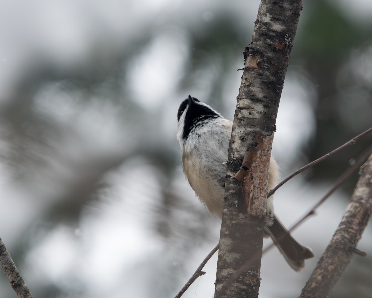 Черношапочная гаичка - ML650925623