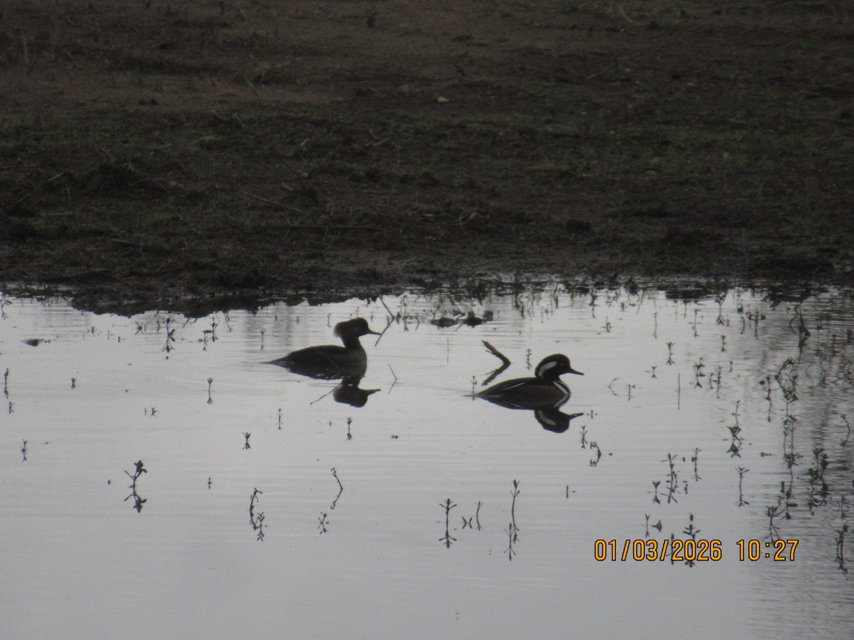 מרגון מקושט - ML650925647