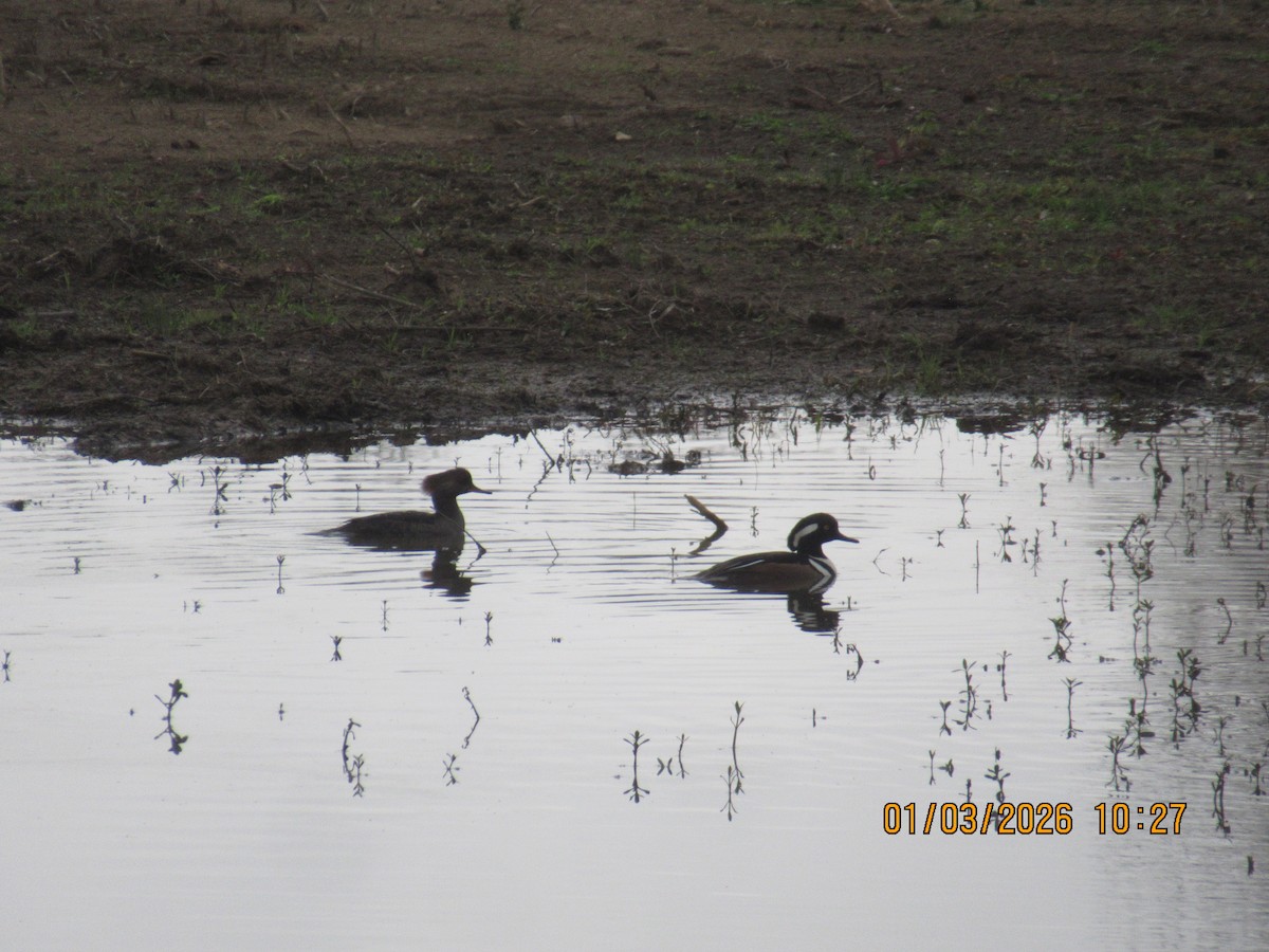 מרגון מקושט - ML650925648