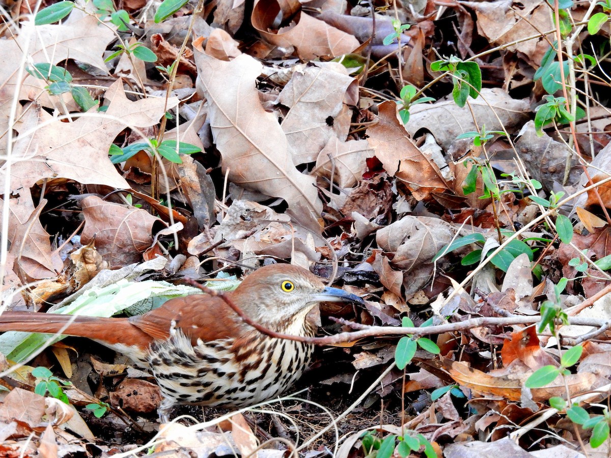 Brown Thrasher - ML650925695