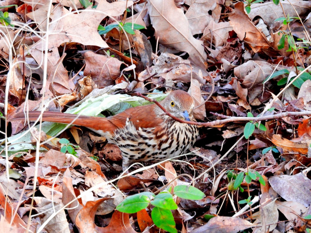 Brown Thrasher - ML650925696