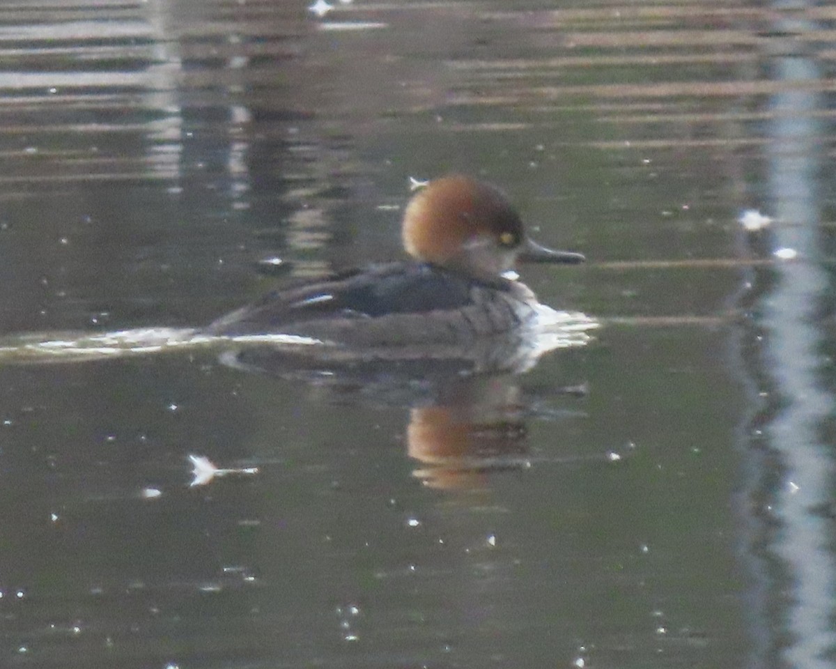 Hooded Merganser - ML650925730