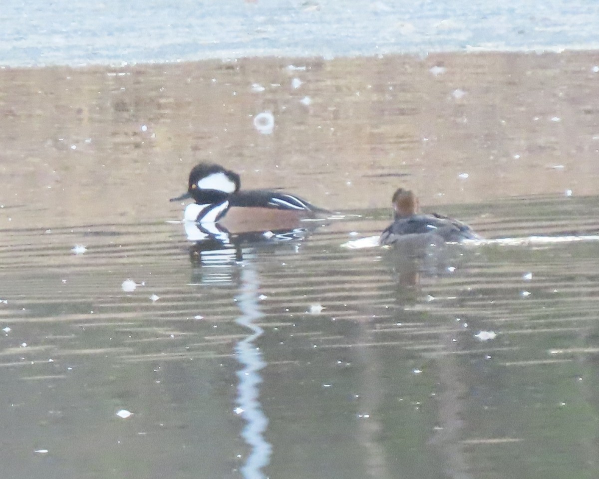 Hooded Merganser - ML650925743