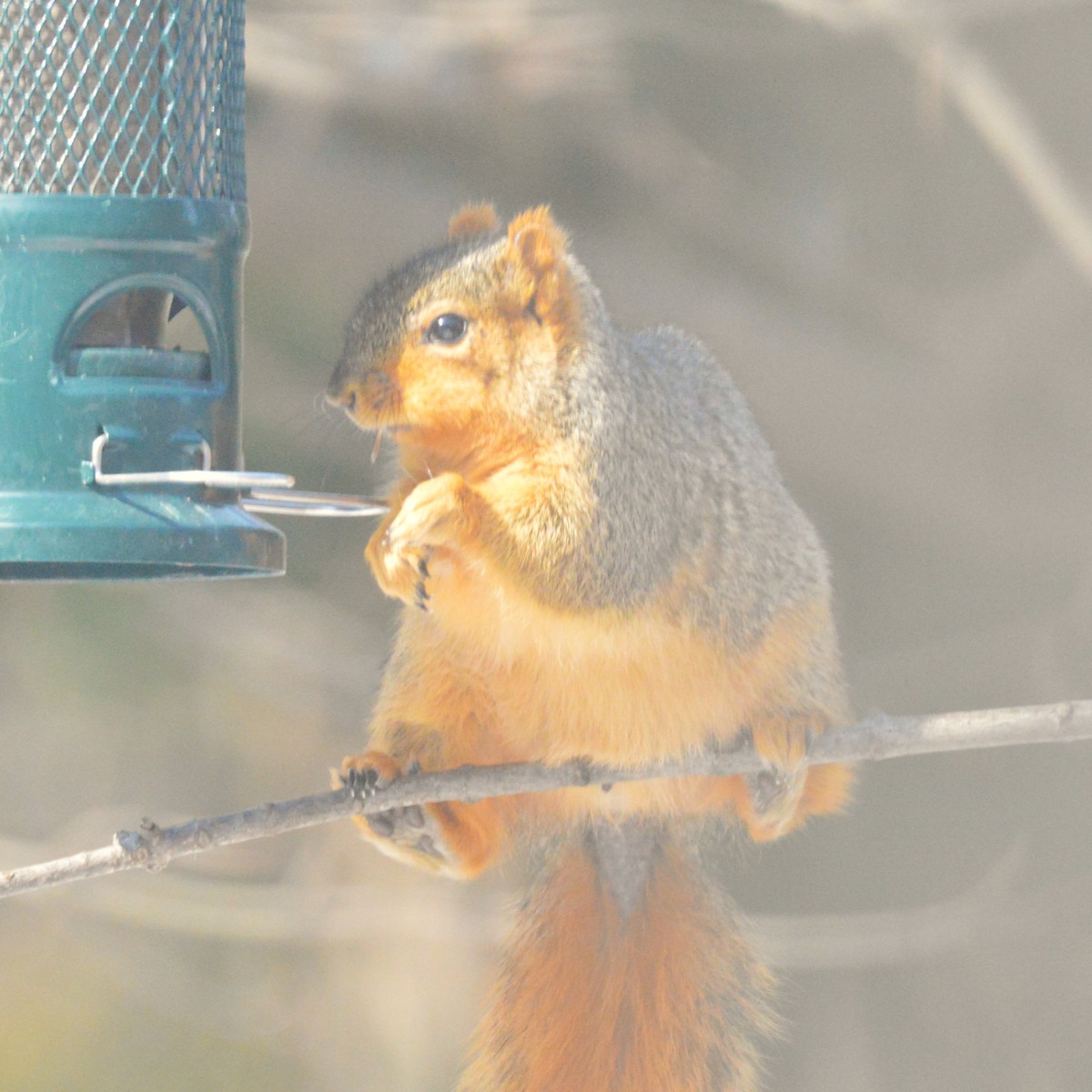 Animals - ML650925745