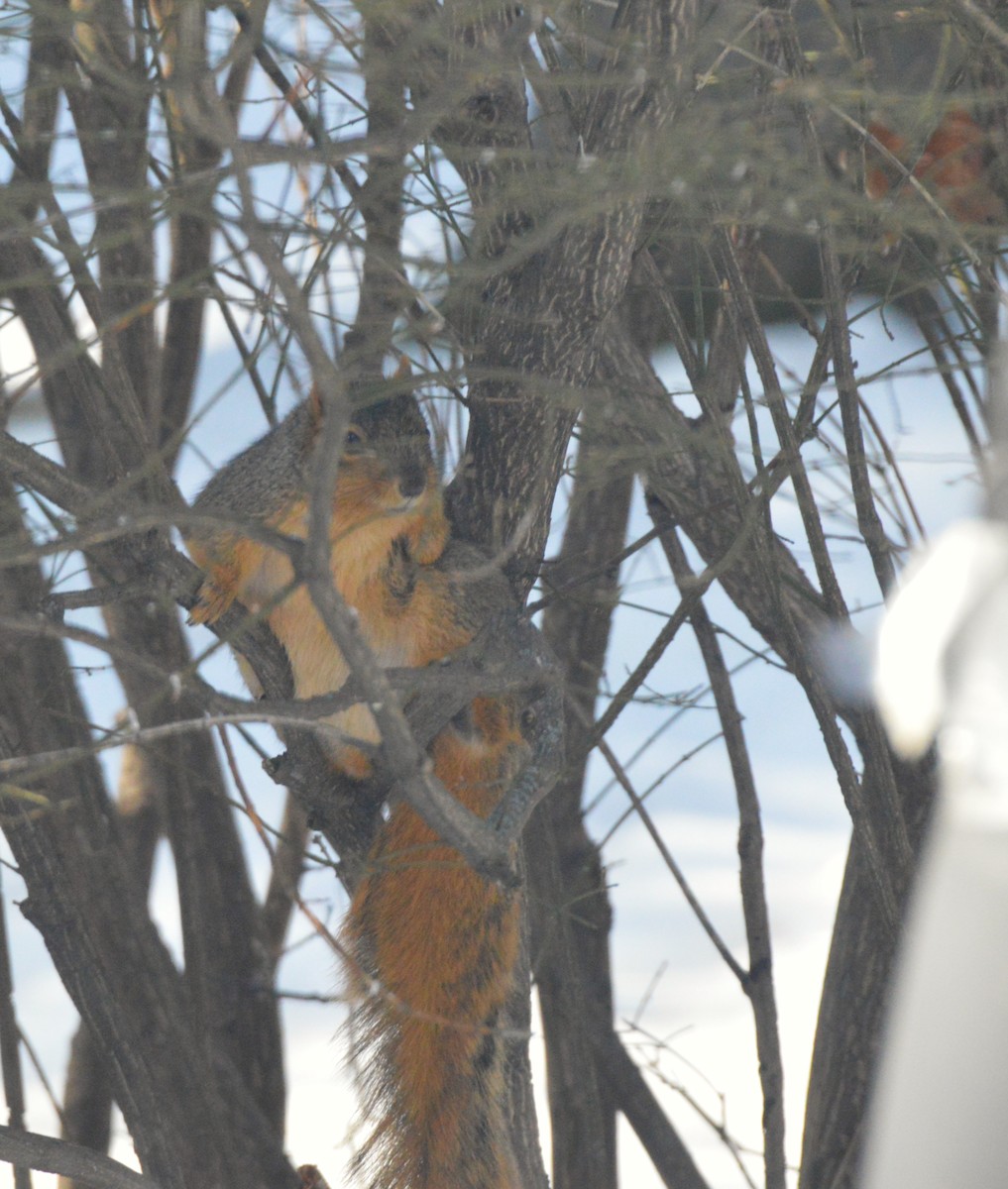 Animals - ML650925746