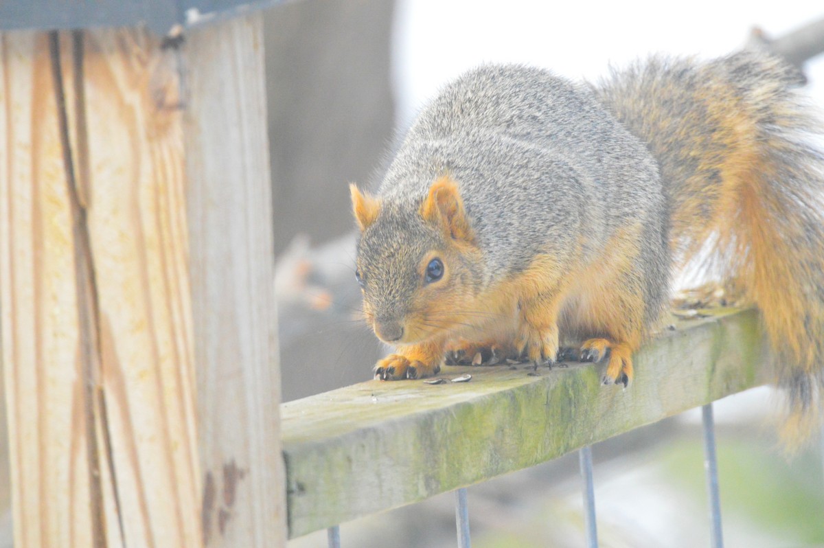 Animals - ML650925747