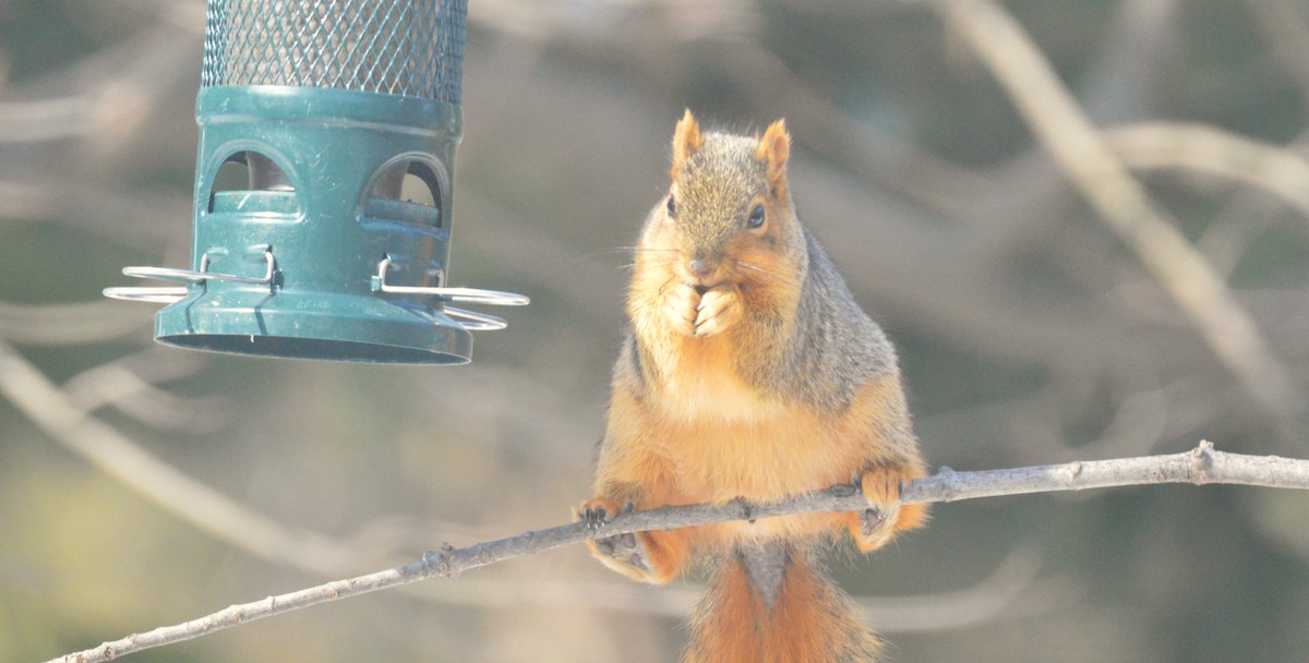 Animals - ML650925748