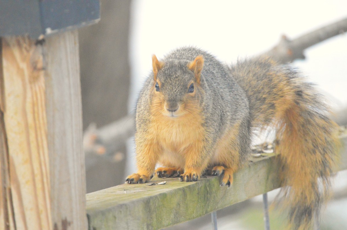 Animals - ML650925749