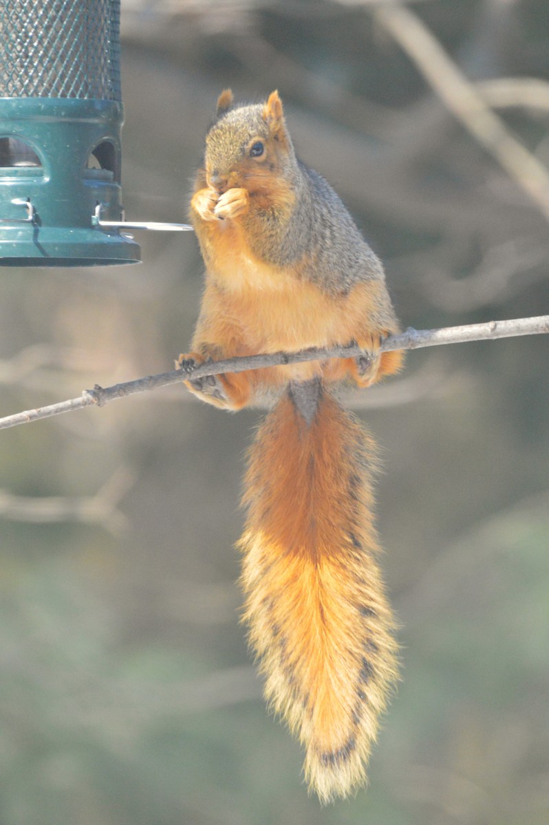 Animals - ML650925750