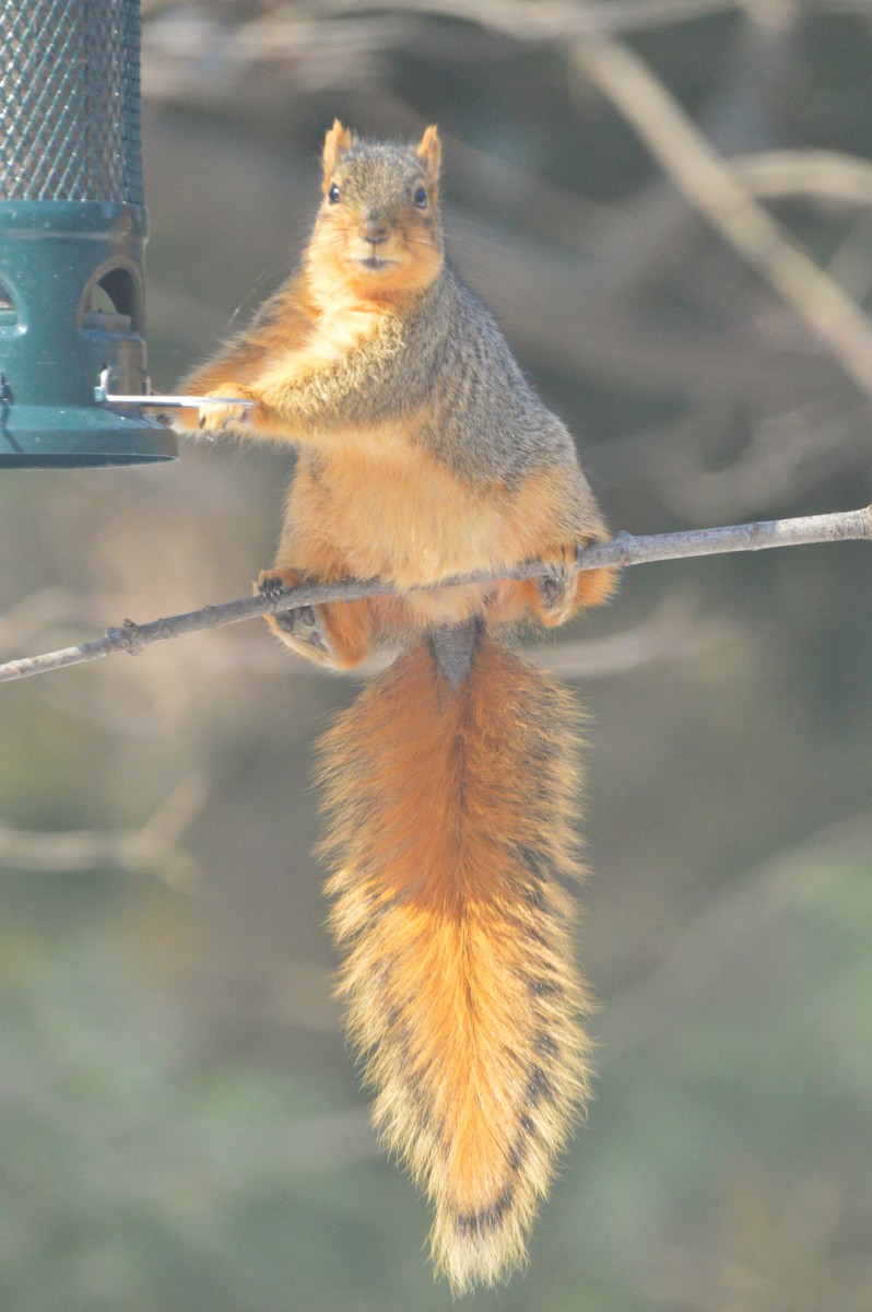 Animals - ML650925751