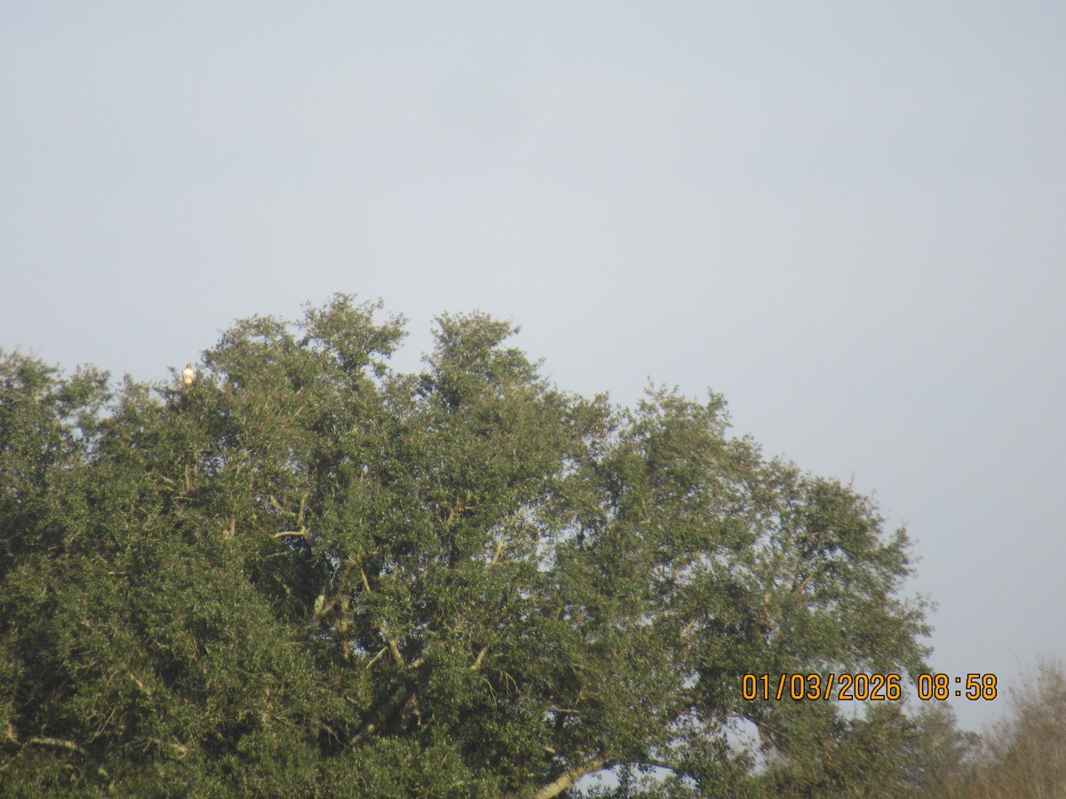 Red-tailed Hawk - ML650925782