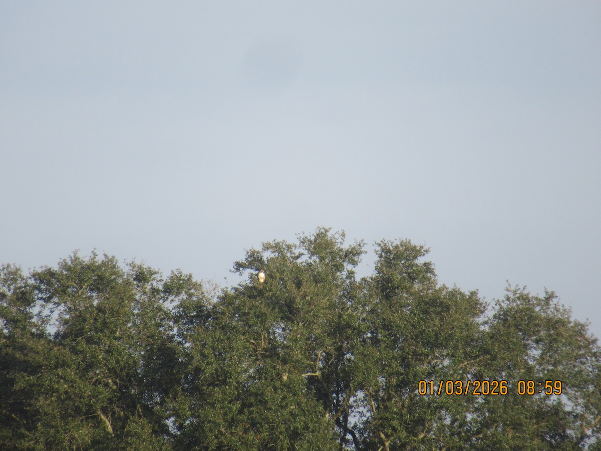 Red-tailed Hawk - ML650925785