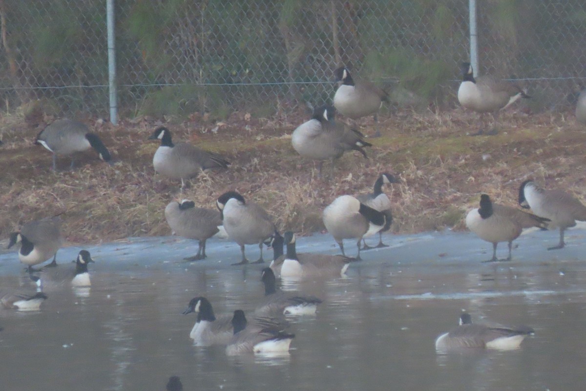 Canada Goose - ML650925798