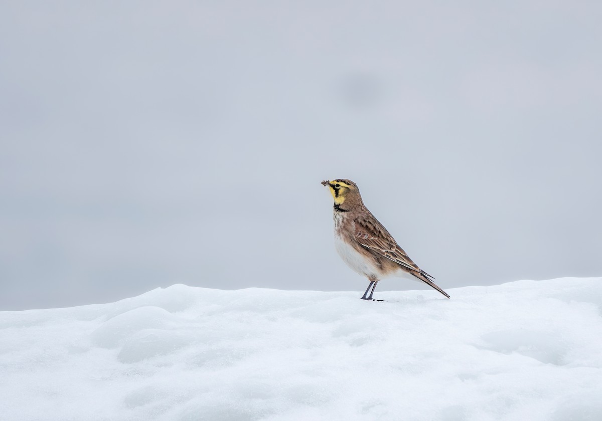 Horned Lark - ML650925891