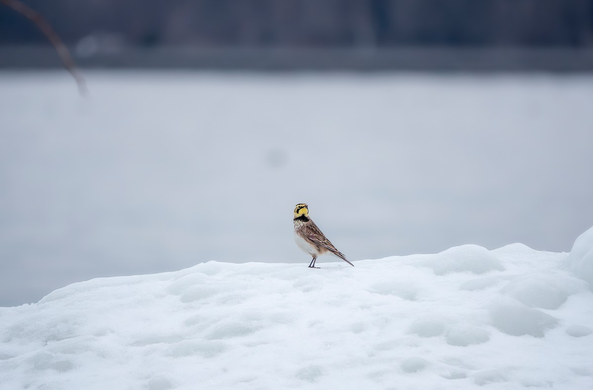 Horned Lark - ML650925892