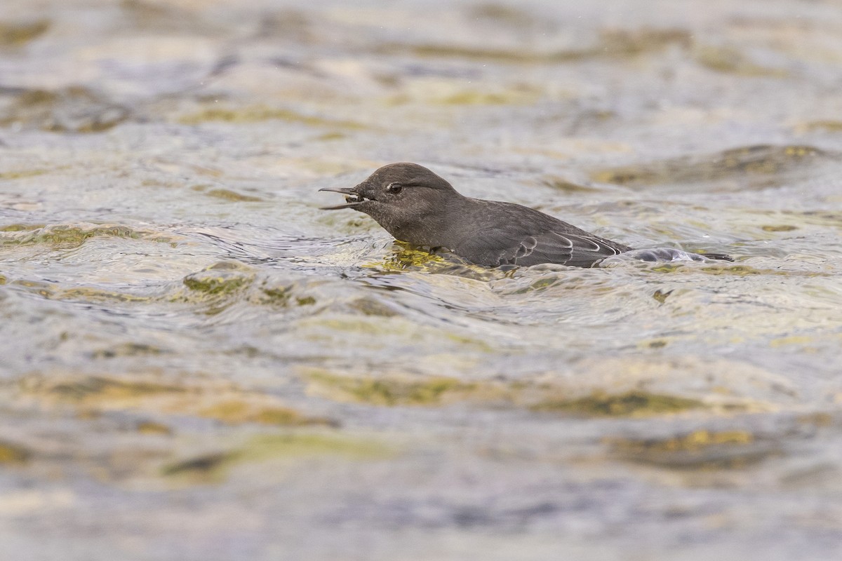 Grauwasseramsel - ML650925943