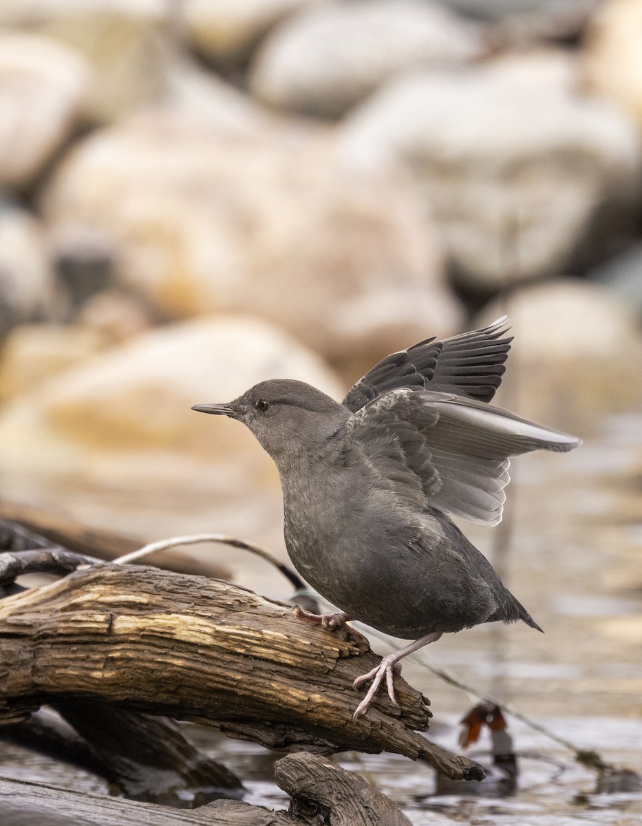 Grauwasseramsel - ML650925951