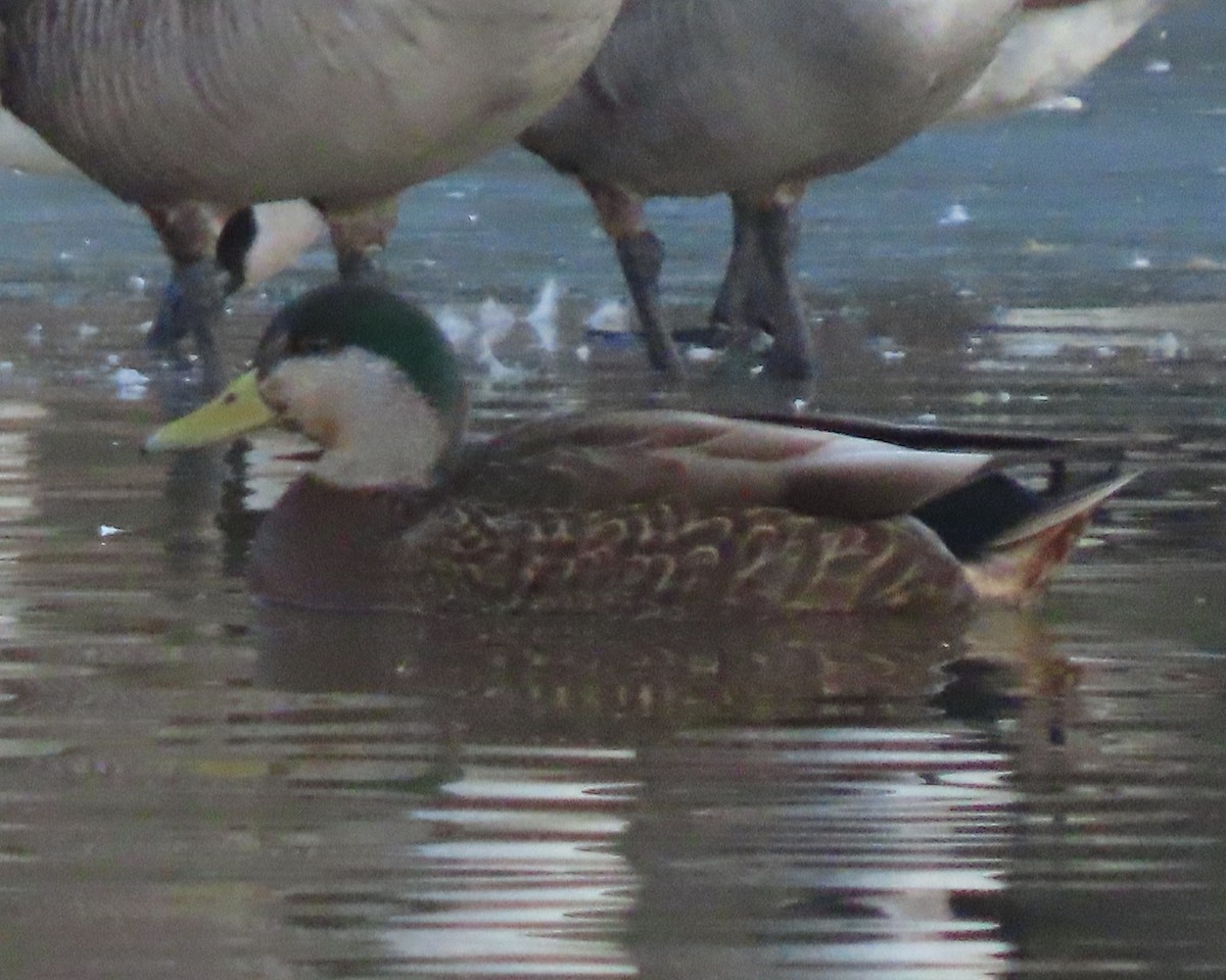Mallard x American Black Duck (hybrid) - ML650925996