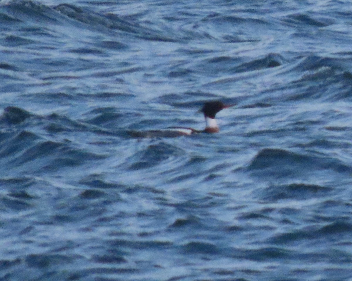 Red-breasted Merganser - ML650926295
