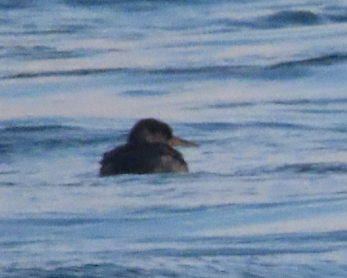 Red-necked Grebe - ML650926332