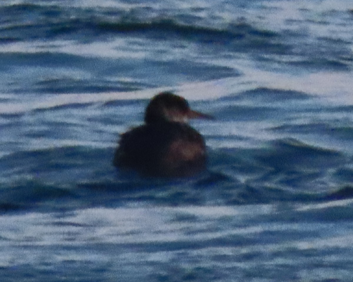 Red-necked Grebe - ML650926333