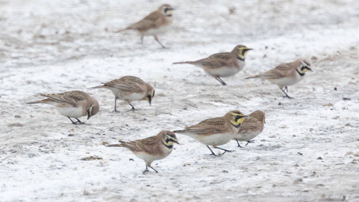 Horned Lark - ML650926356