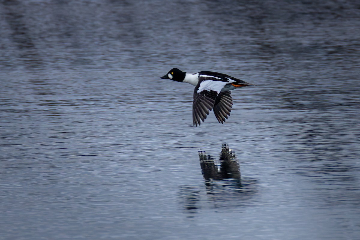 Common Goldeneye - ML650926360