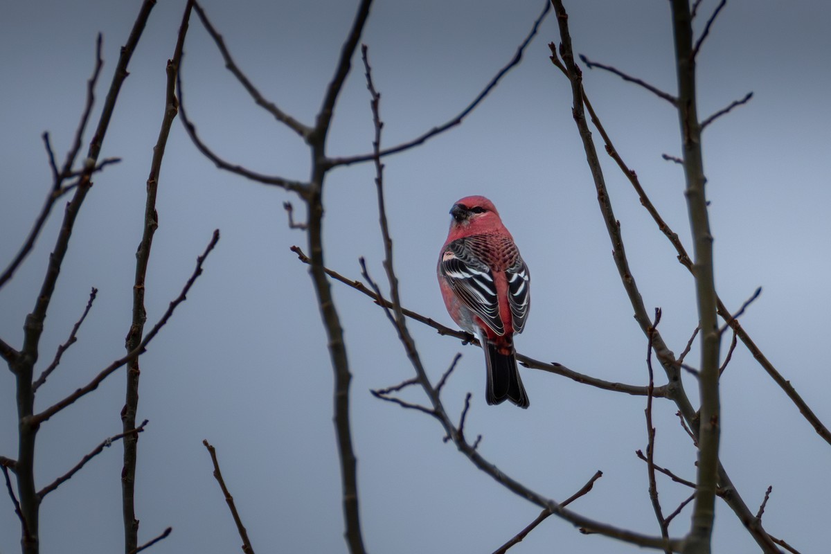 Pine Grosbeak - ML650926458