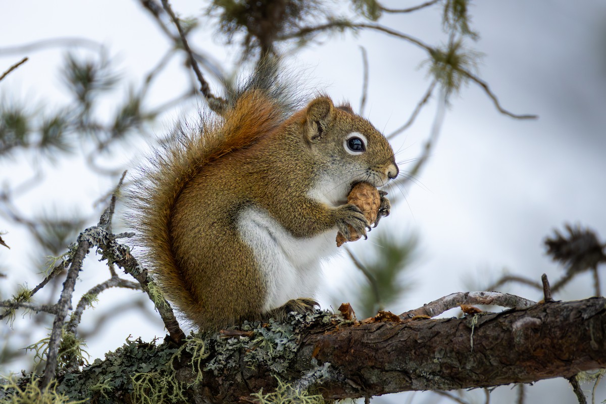 American Red Squirrel - ML650926494