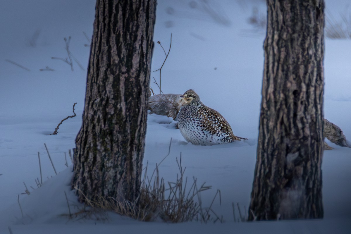Sharp-tailed Grouse - ML650926560