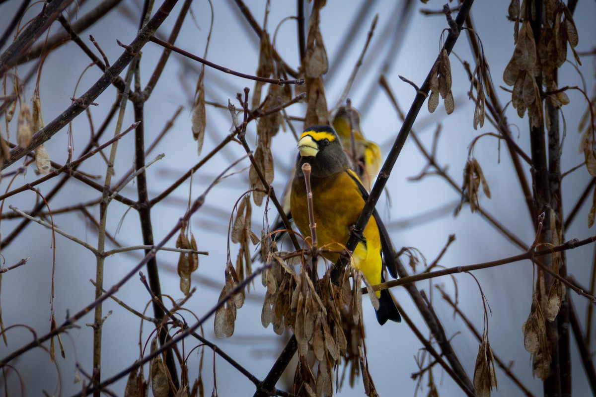 Evening Grosbeak - ML650926598