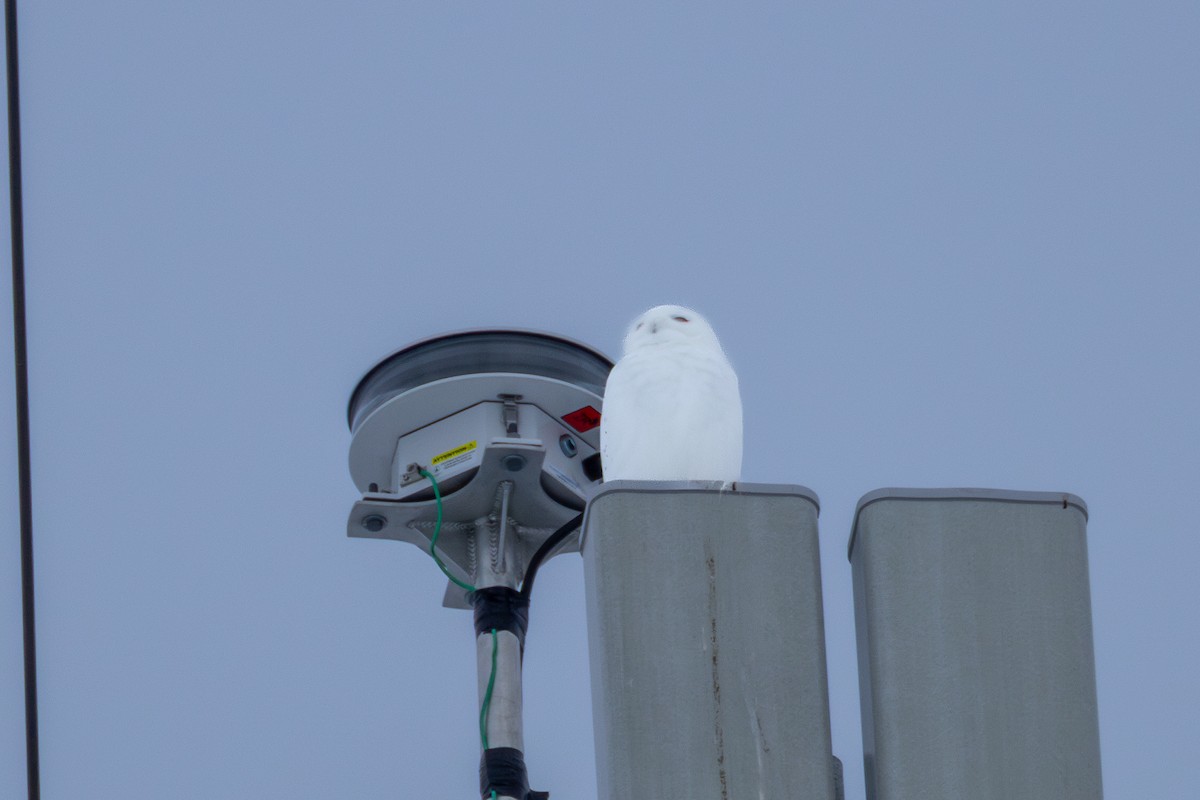 Snowy Owl - ML650926625
