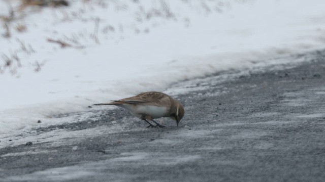 Horned Lark - ML650926719