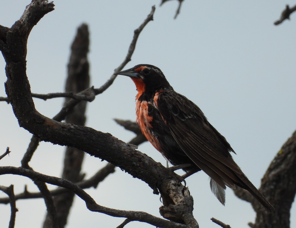 Long-tailed Meadowlark - ML650926848