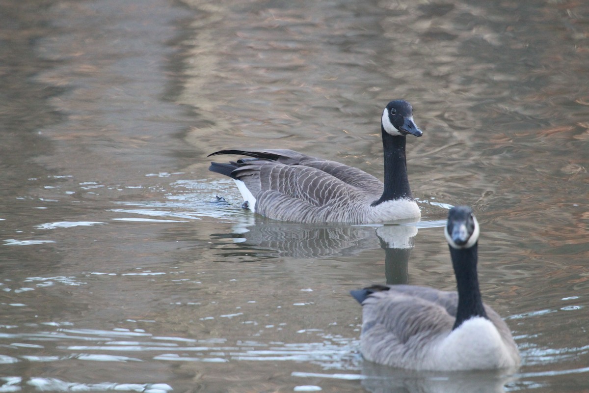 Kanada Kazı - ML650926852