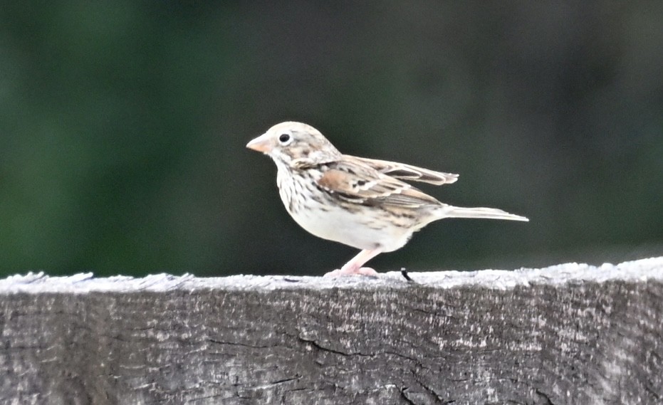 Akşamcı Serçe - ML650926893