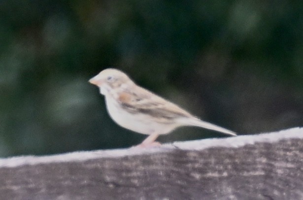 Akşamcı Serçe - ML650926894