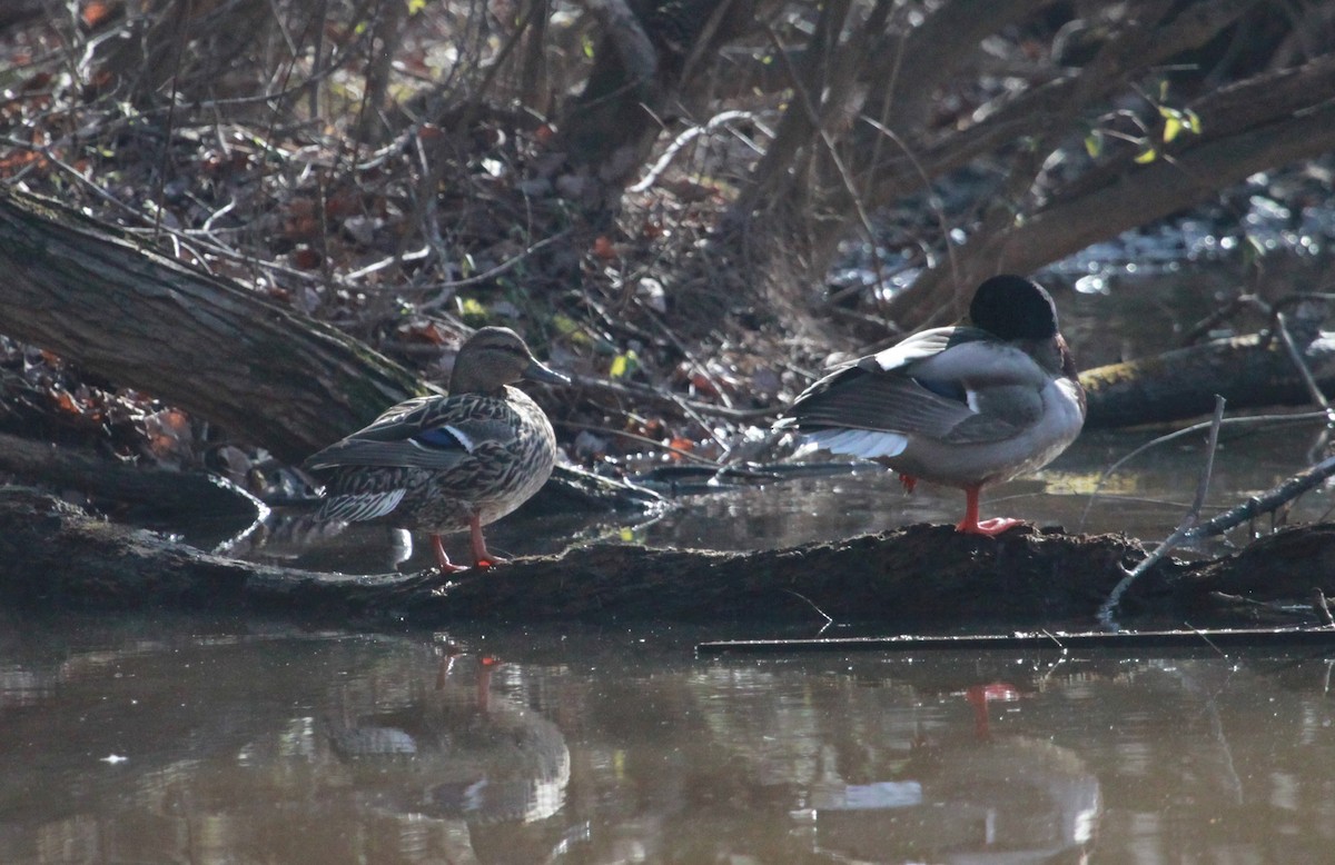 Yeşilbaş - ML650926904