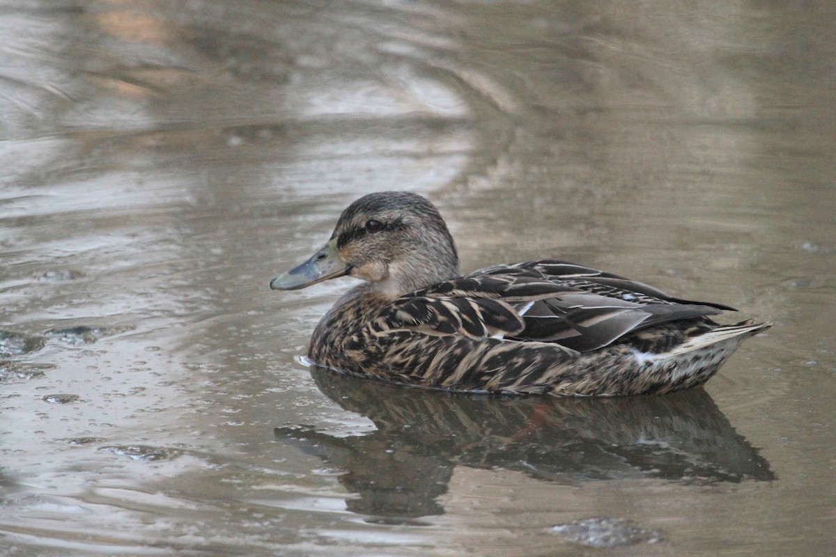 Yeşilbaş - ML650926905